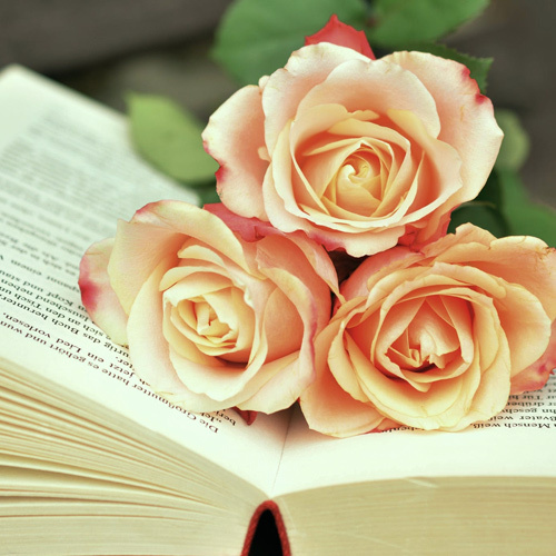 Book Lovers' ChicLit